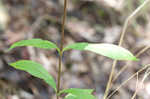 Showy gentian